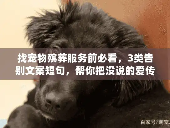 找宠物殡葬服务前必看，3类告别文案短句，帮你把没说的爱传给它