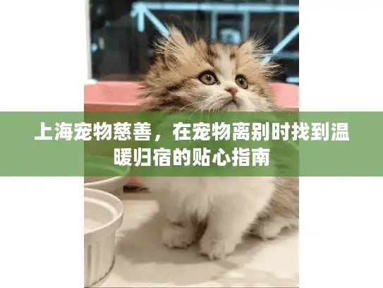 上海宠物慈善，在宠物离别时找到温暖归宿的贴心指南