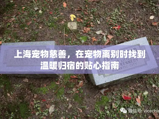 上海宠物慈善，在宠物离别时找到温暖归宿的贴心指南