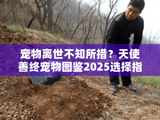 宠物离世不知所措？天使善终宠物图鉴2025选择指南助你安心告别