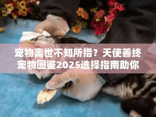 宠物离世不知所措？天使善终宠物图鉴2025选择指南助你安心告别