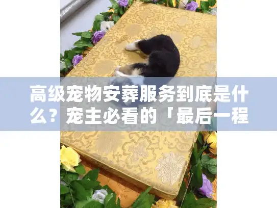 高级宠物安葬服务到底是什么？宠主必看的「最后一程」行业真相