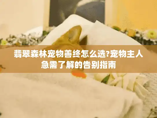 翡翠森林宠物善终怎么选?宠物主人急需了解的告别指南