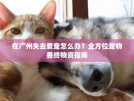 在广州失去爱宠怎么办？全方位宠物善终物资指南