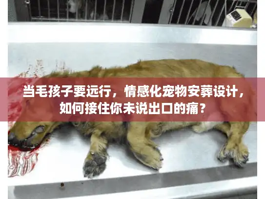 当毛孩子要远行，情感化宠物安葬设计，如何接住你未说出口的痛？