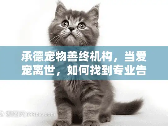 承德宠物善终机构，当爱宠离世，如何找到专业告别服务？