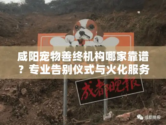 咸阳宠物善终机构哪家靠谱？专业告别仪式与火化服务全指南