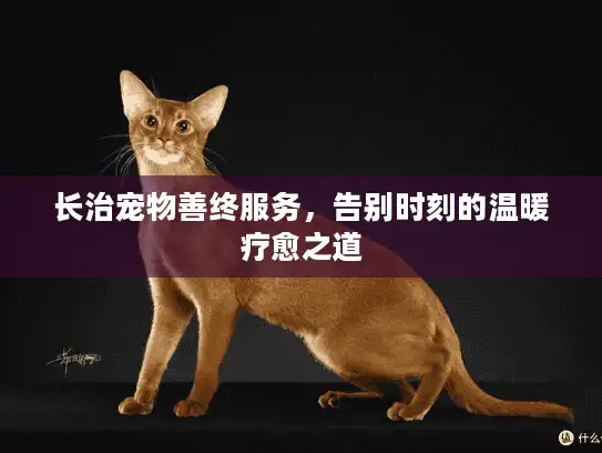 长治宠物善终服务，告别时刻的温暖疗愈之道