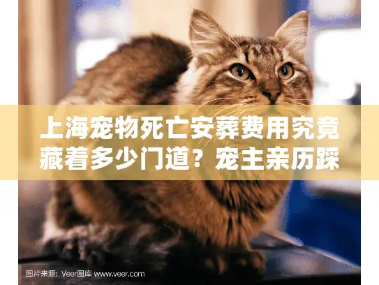 上海宠物死亡安葬费用究竟藏着多少门道？宠主亲历踩坑后曝行业真相