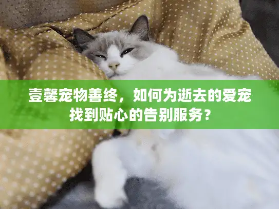 壹馨宠物善终，如何为逝去的爱宠找到贴心的告别服务？