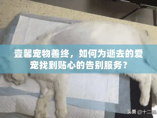 壹馨宠物善终，如何为逝去的爱宠找到贴心的告别服务？