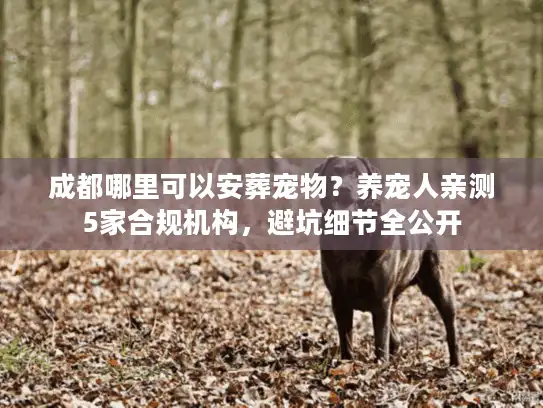 成都哪里可以安葬宠物？养宠人亲测5家合规机构，避坑细节全公开