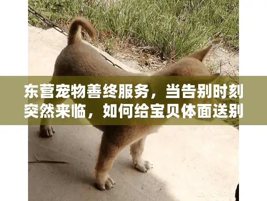 东营宠物善终服务，当告别时刻突然来临，如何给宝贝体面送别？