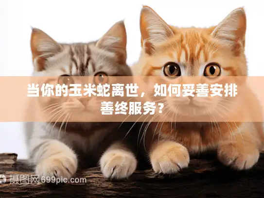 当你的玉米蛇离世，如何妥善安排善终服务？