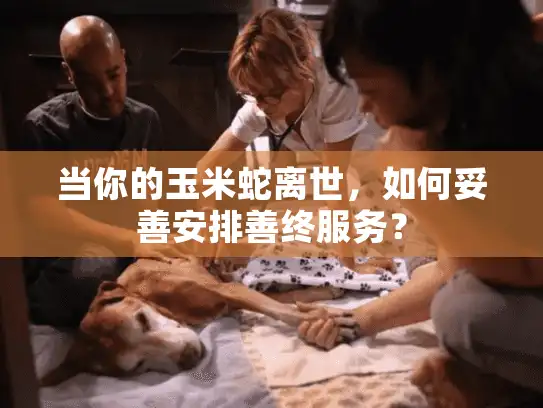 当你的玉米蛇离世，如何妥善安排善终服务？
