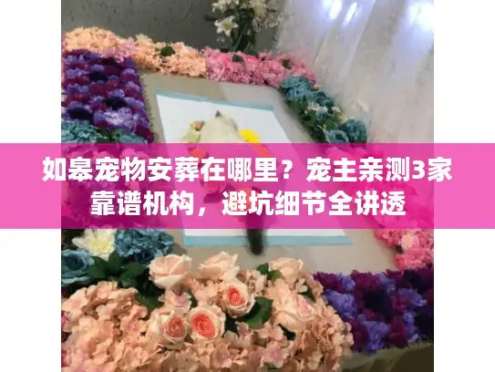 如皋宠物安葬在哪里？宠主亲测3家靠谱机构，避坑细节全讲透