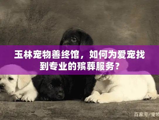 玉林宠物善终馆，如何为爱宠找到专业的殡葬服务？