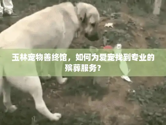 玉林宠物善终馆，如何为爱宠找到专业的殡葬服务？