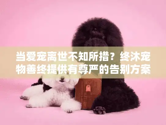 当爱宠离世不知所措？终沐宠物善终提供有尊严的告别方案