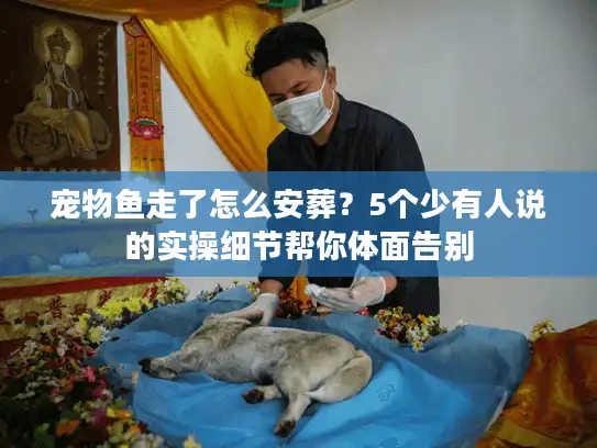 宠物鱼走了怎么安葬？5个少有人说的实操细节帮你体面告别