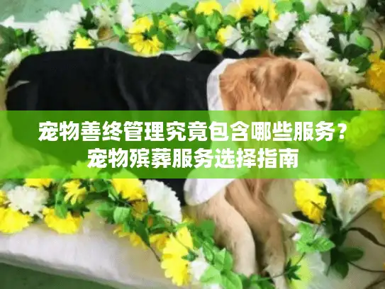 宠物善终管理究竟包含哪些服务？宠物殡葬服务选择指南
