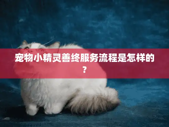 宠物小精灵善终服务流程是怎样的?