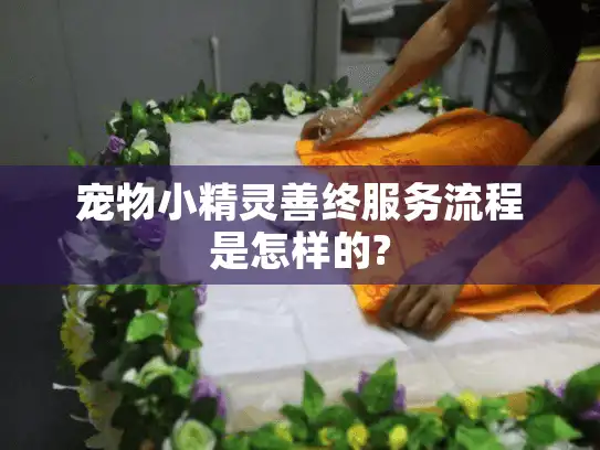 宠物小精灵善终服务流程是怎样的?