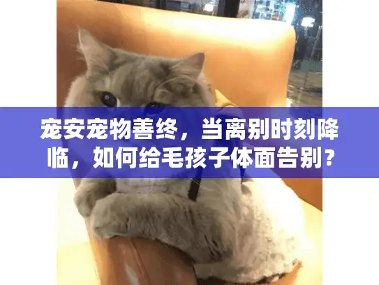 宠安宠物善终，当离别时刻降临，如何给毛孩子体面告别？