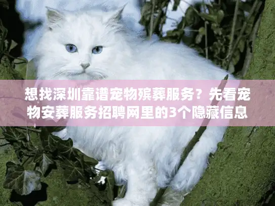 想找深圳靠谱宠物殡葬服务？先看宠物安葬服务招聘网里的3个隐藏信息