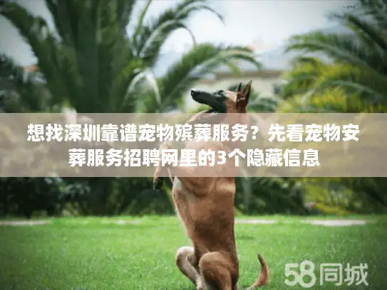 想找深圳靠谱宠物殡葬服务？先看宠物安葬服务招聘网里的3个隐藏信息