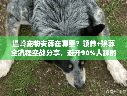 温岭宠物安葬在哪里？领养+殡葬全流程实战分享，避开90%人踩的坑