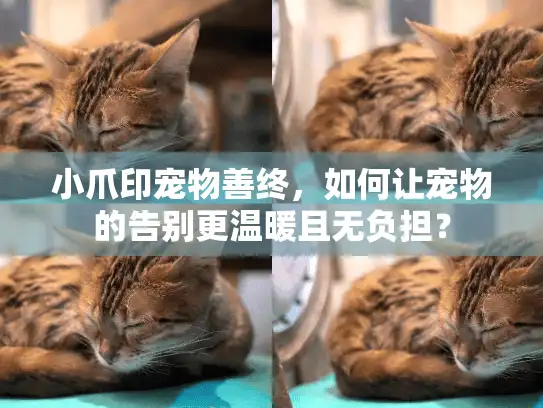 小爪印宠物善终，如何让宠物的告别更温暖且无负担？