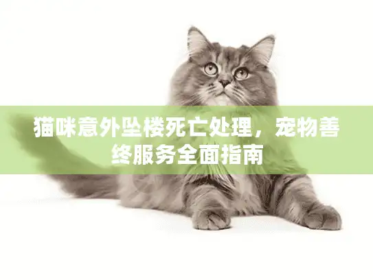 猫咪意外坠楼死亡处理，宠物善终服务全面指南