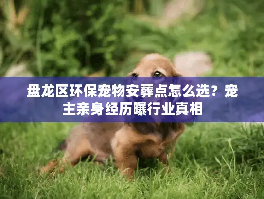 盘龙区环保宠物安葬点怎么选？宠主亲身经历曝行业真相