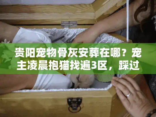 贵阳宠物骨灰安葬在哪？宠主凌晨抱猫找遍3区，踩过坑才懂的安心指南