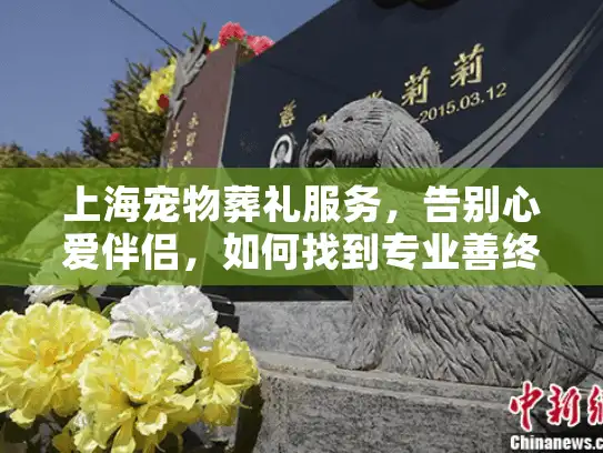 上海宠物葬礼服务，告别心爱伴侣，如何找到专业善终关怀？