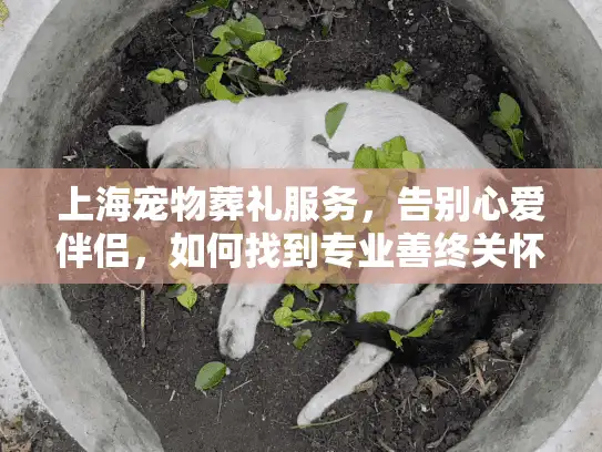 上海宠物葬礼服务，告别心爱伴侣，如何找到专业善终关怀？