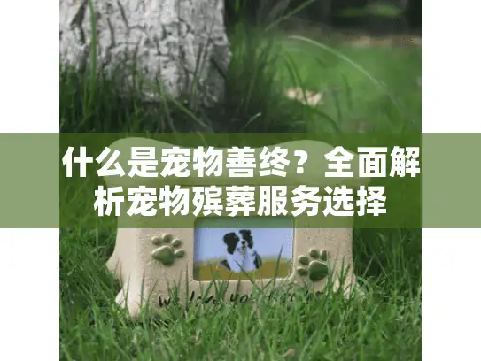 什么是宠物善终？全面解析宠物殡葬服务选择