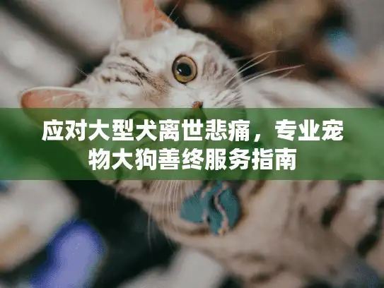 应对大型犬离世悲痛，专业宠物大狗善终服务指南