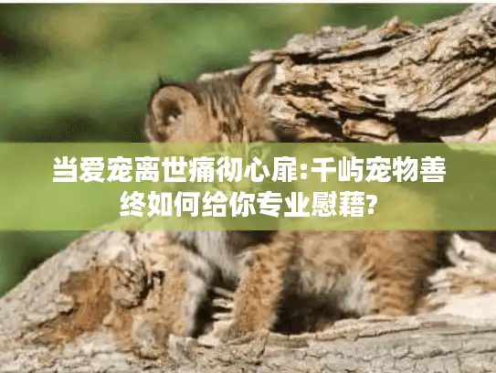 当爱宠离世痛彻心扉:千屿宠物善终如何给你专业慰藉?