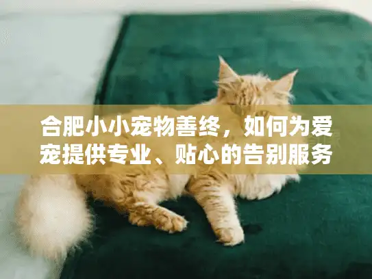 合肥小小宠物善终，如何为爱宠提供专业、贴心的告别服务？