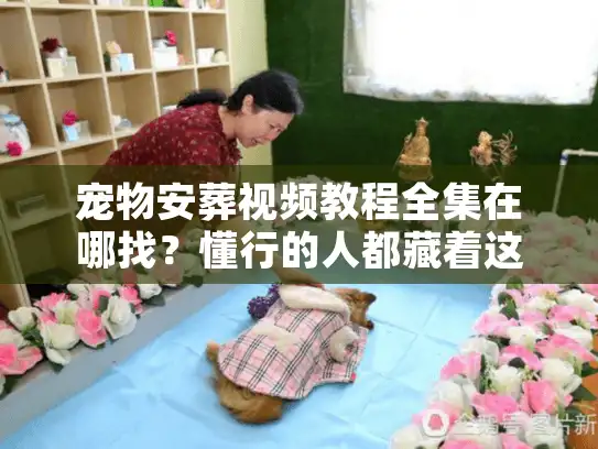 宠物安葬视频教程全集在哪找？懂行的人都藏着这3个实战路径