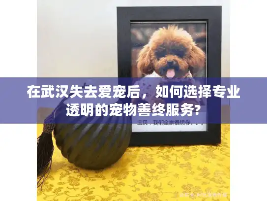 在武汉失去爱宠后，如何选择专业透明的宠物善终服务?