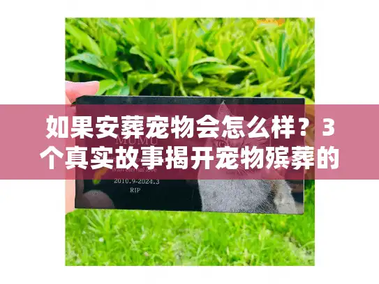 如果安葬宠物会怎么样？3个真实故事揭开宠物殡葬的「未说破」真相
