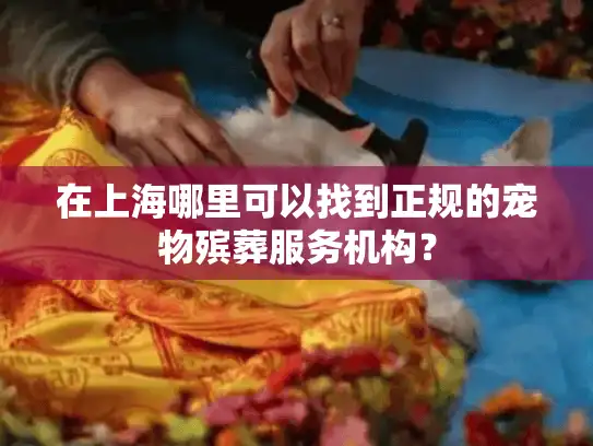 在上海哪里可以找到正规的宠物殡葬服务机构？