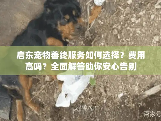 启东宠物善终服务如何选择？费用高吗？全面解答助你安心告别