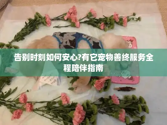 告别时刻如何安心?有它宠物善终服务全程陪伴指南