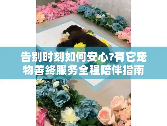 告别时刻如何安心?有它宠物善终服务全程陪伴指南