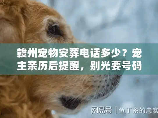 赣州宠物安葬电话多少？宠主亲历后提醒，别光要号码，先避这3个坑