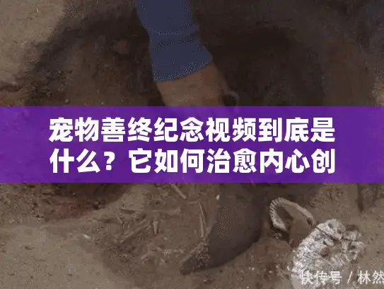 宠物善终纪念视频到底是什么？它如何治愈内心创伤？